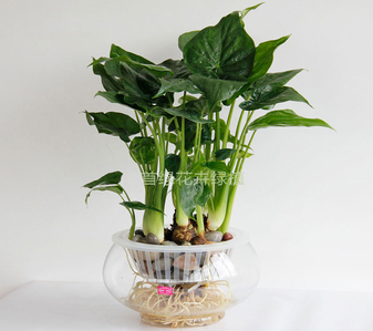 余姚花卉租赁，实惠来袭，绽放多彩生活！